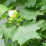 Liriodendron tulipifera.png